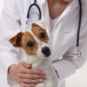 Vet doctor and dog