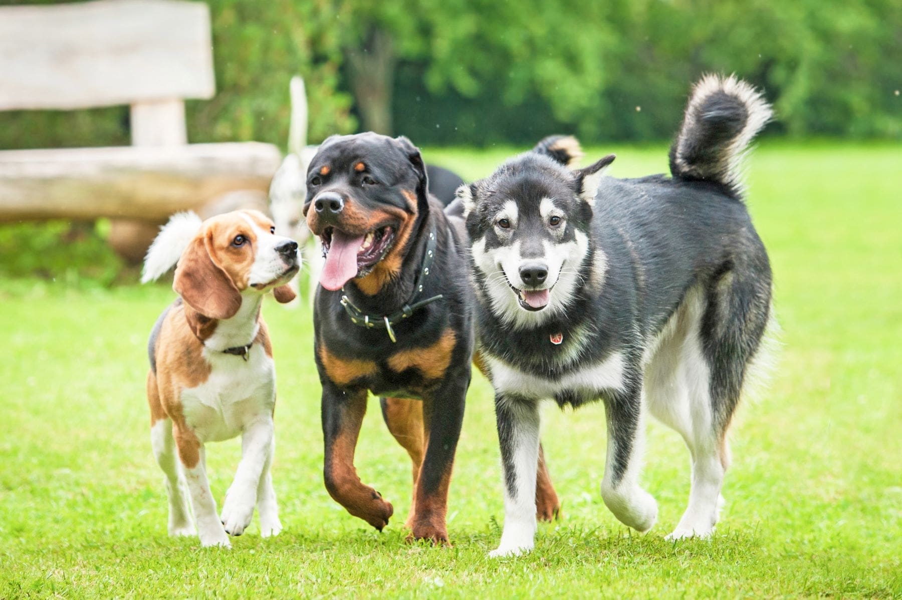 Three dogs walking together in an open field