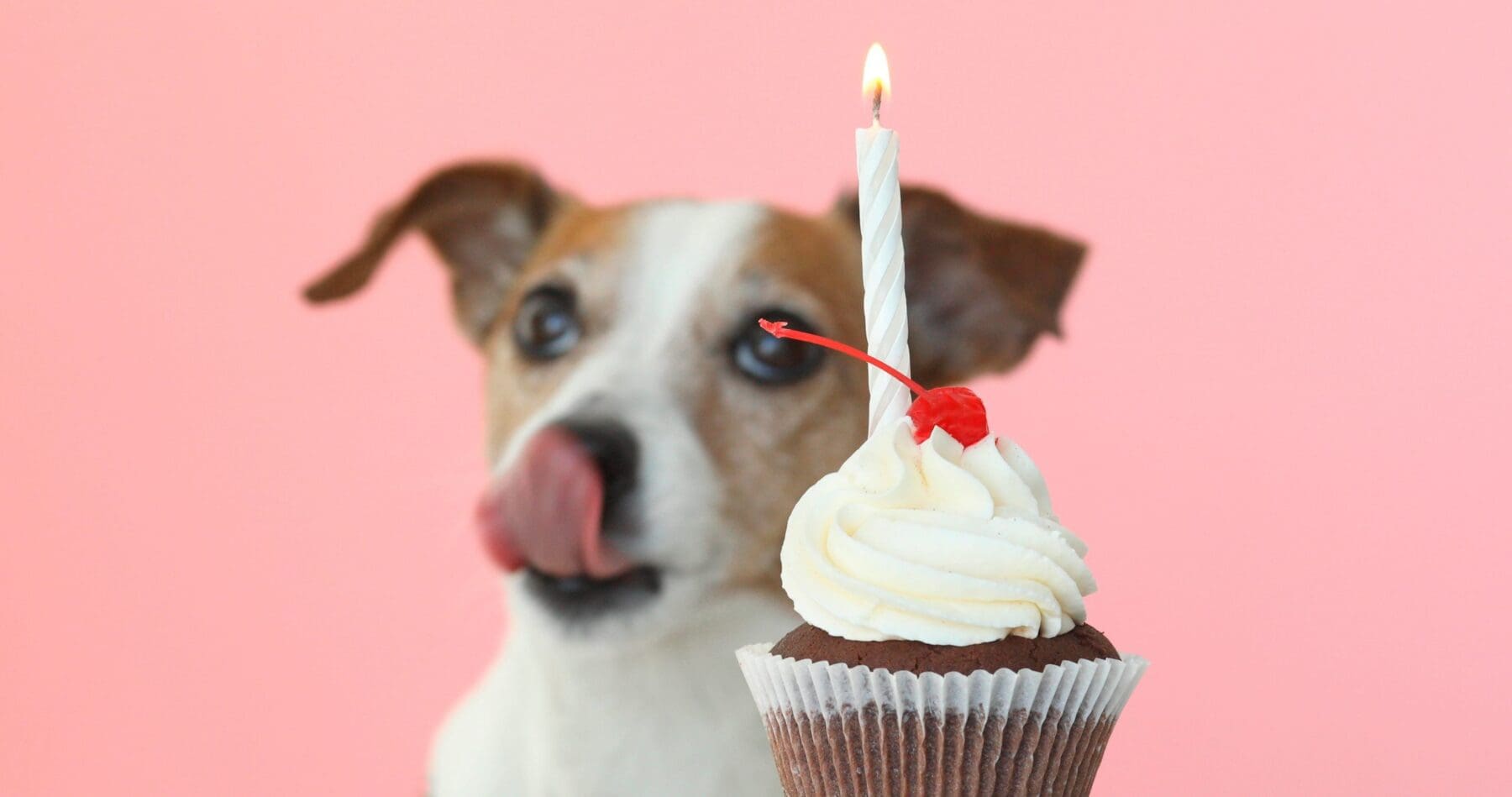 Jack Russel terrier licking his snout looking at a cupcake, in front of a pink background