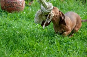 Small dog grabbing rope toy in yard