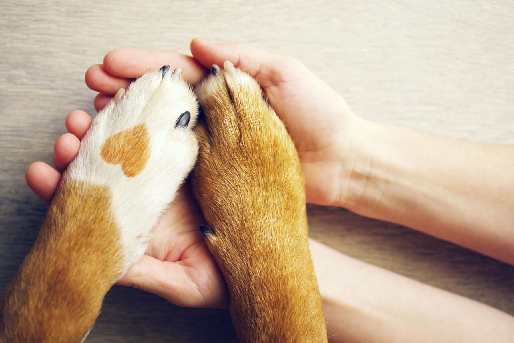 Dog paws with a spot in the form of heart and human hand